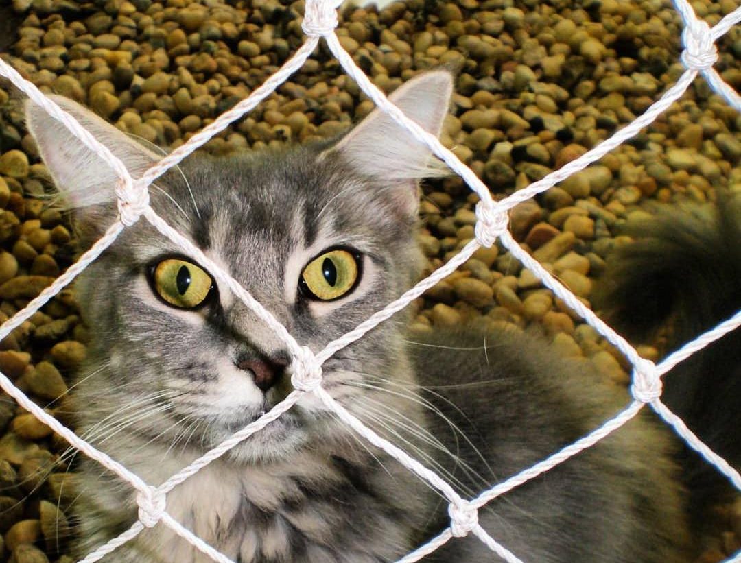 Gato protegido por rede de proteção Yama